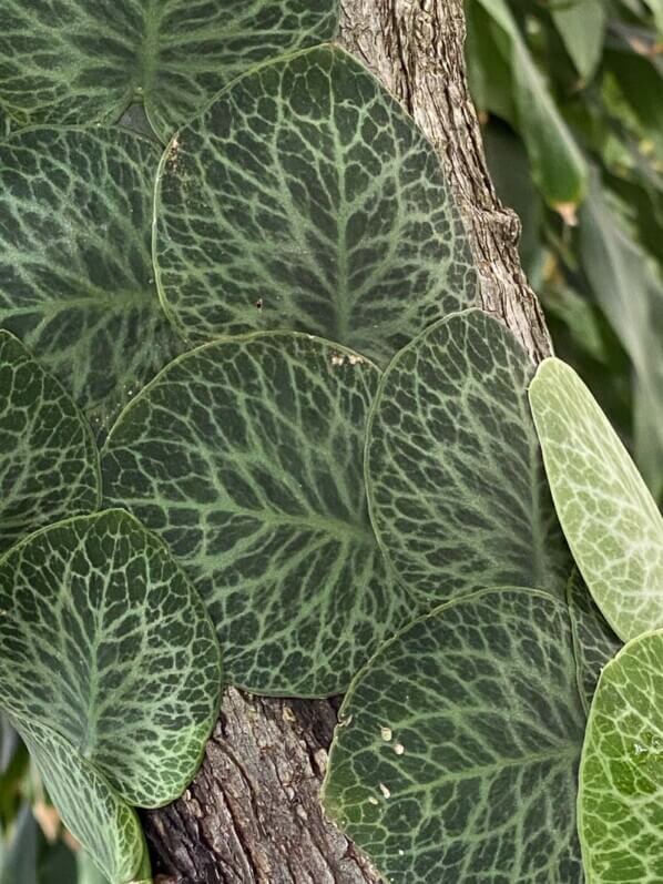 Rhaphidophora cryptantha en été dans le Jardin botanique, Strasbourg (67)