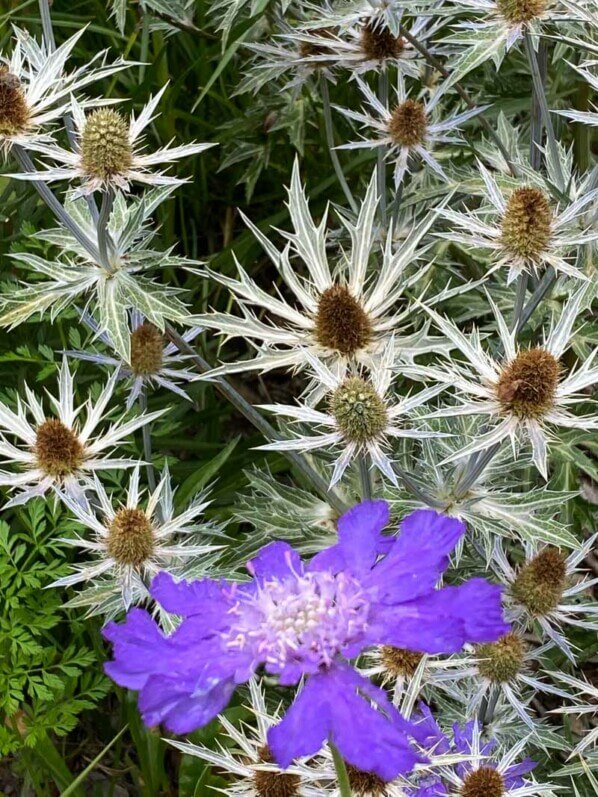 Scabieuse et chardons bleus (Eryngium), Domaine de Chaumont-sur-Loire, Chaumont-sur-Loire (41)