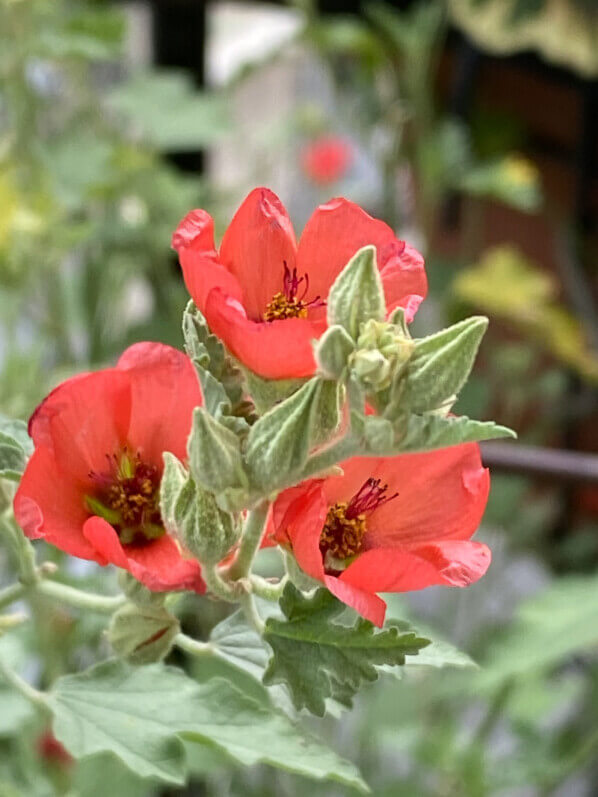 Sphaeralcea ‘Newleaze Coral’ en été sur mon balcon parisien, Paris 19e (75)