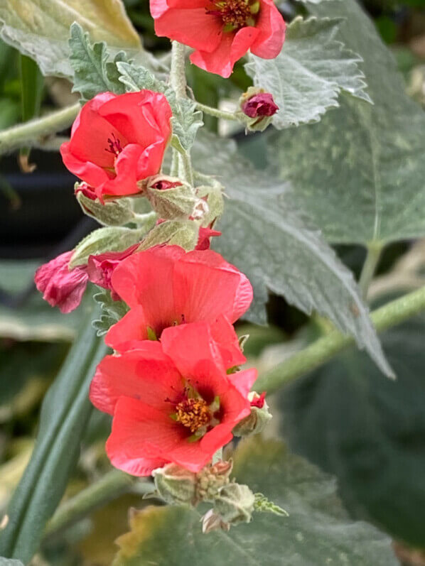 Sphaeralcea ‘Newleaze Coral’ en été sur mon balcon parisien, Paris 19e (75)