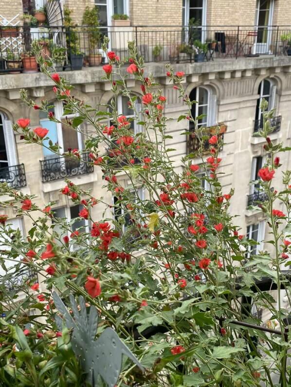 Sphaeralcea ‘Newleaze Coral’ en été sur mon balcon parisien, Paris 19e (75)