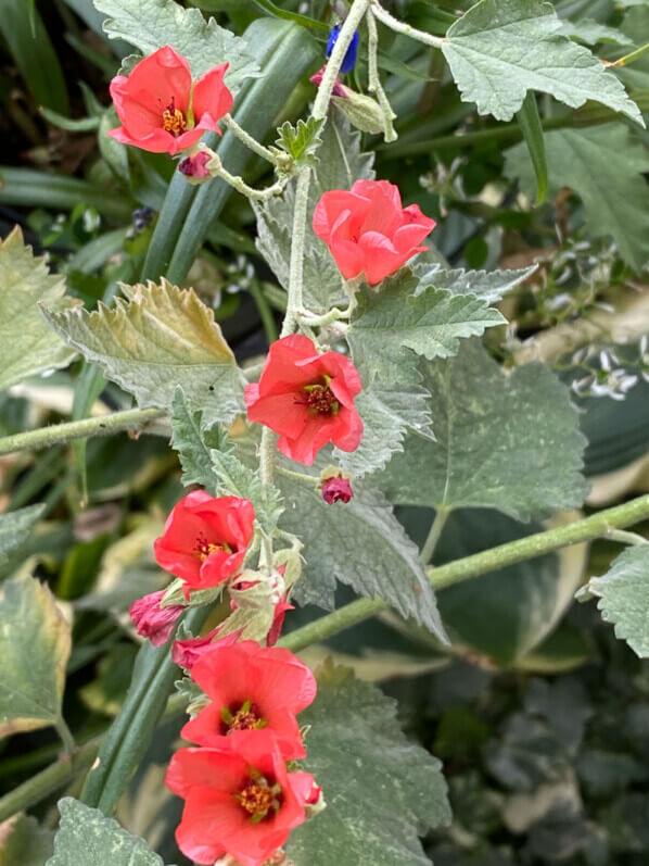 Sphaeralcea ‘Newleaze Coral’ en été sur mon balcon parisien, Paris 19e (75)