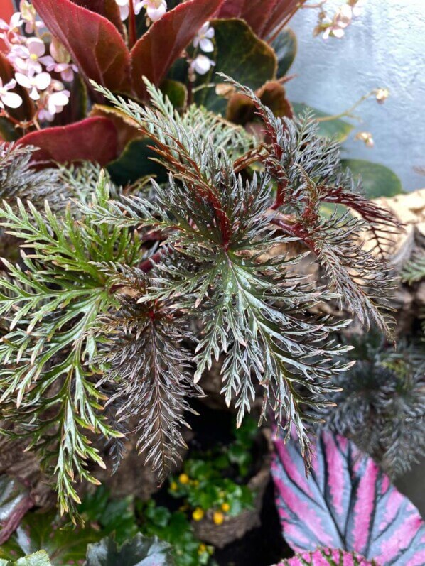 Begonia bipinnatifida, plante d'intérieur, terrarium, Paris 19e (75)