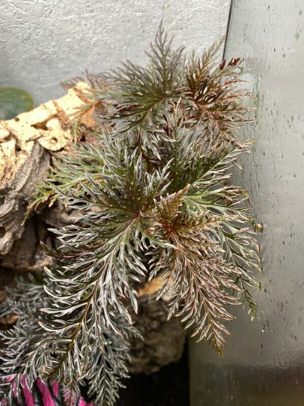 Begonia bipinnatifida, plante d'intérieur, terrarium, Paris 19e (75)