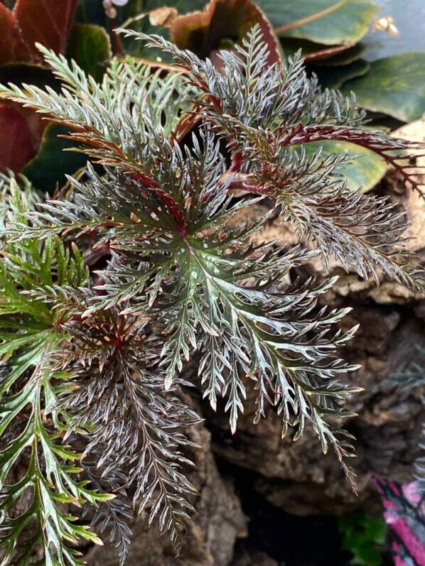 Begonia bipinnatifida, plante d'intérieur, terrarium, Paris 19e (75)