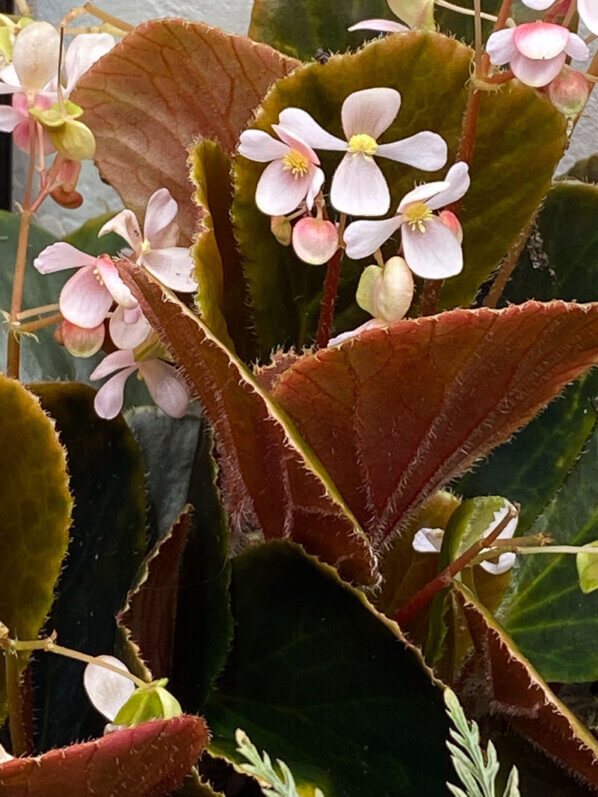 Begonia blancii Dark Form, plante d'intérieur, terrarium, Paris 19e (75)