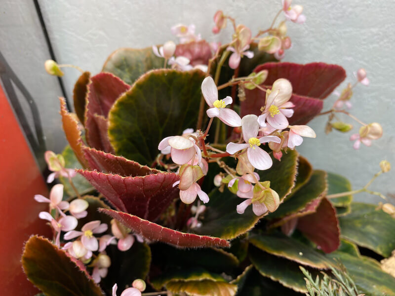 Begonia blancii Dark Form, plante d'intérieur, terrarium, Paris 19e (75)