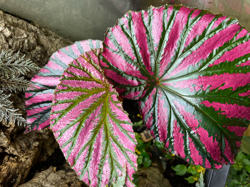 Begonia brevirimosa, plante d'intérieur, terrarium, Paris 19e (75)