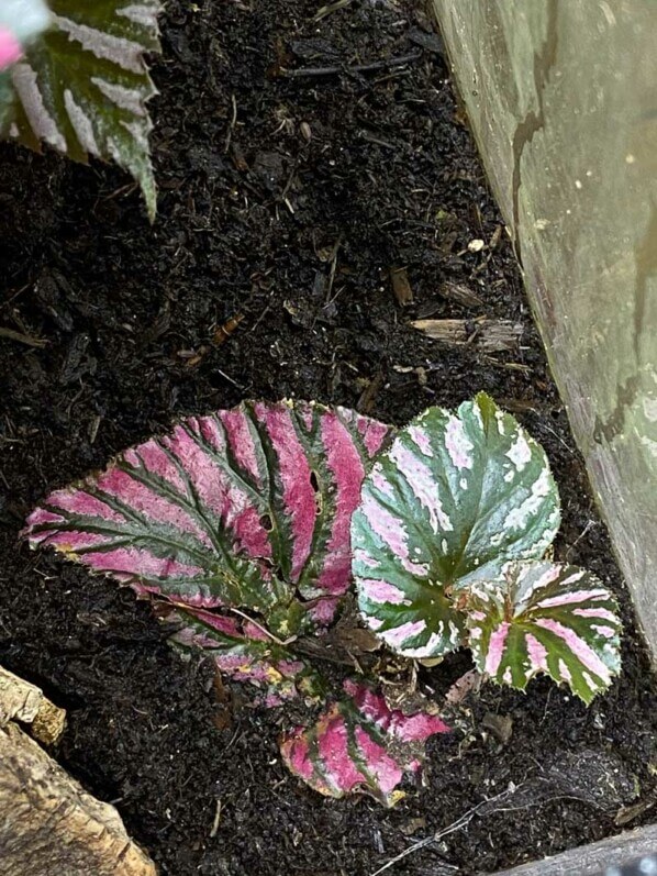 Bouture de Begonia brevirimosa, plante d'intérieur, terrarium, Paris 19e (75)