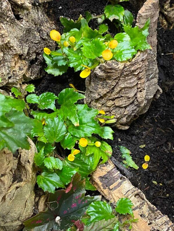 Begonia prismatocarpa, plante d'intérieur, terrarium, Paris 19e (75)