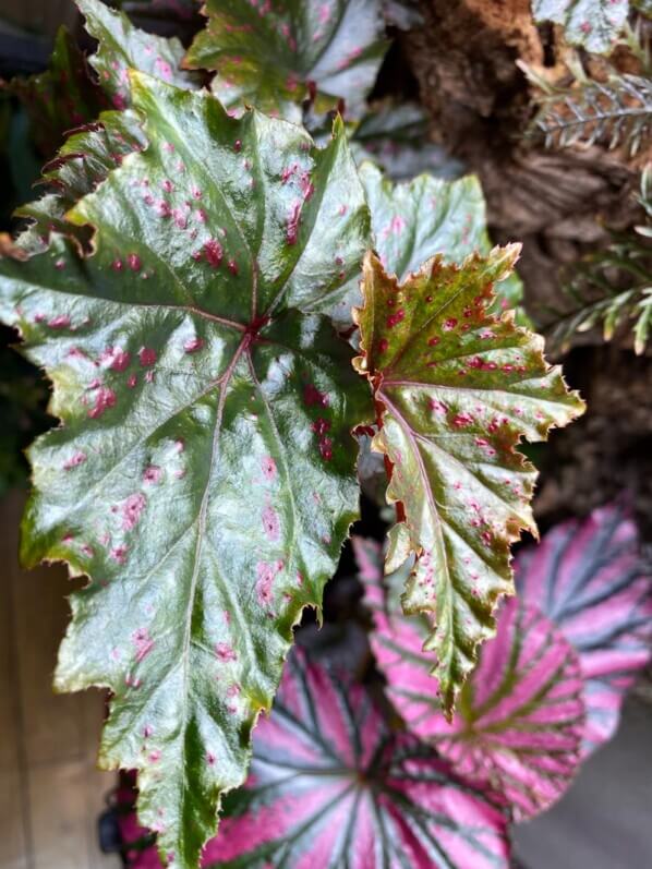 Begonia serratipetala, plante d'intérieur, terrarium, Paris 19e (75)