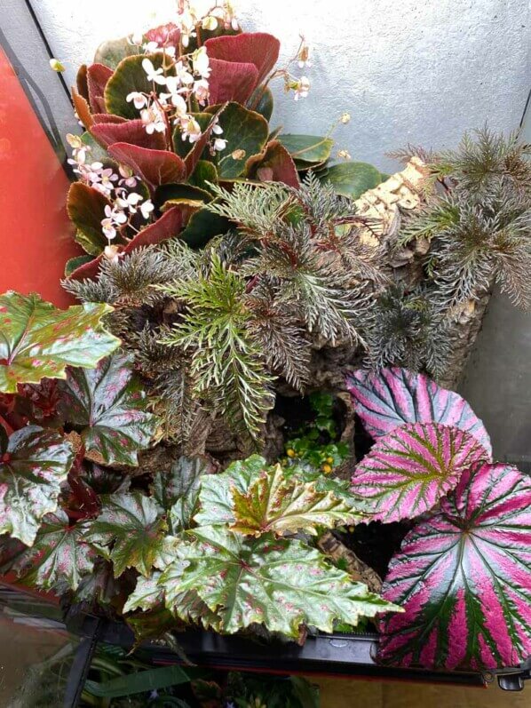 Begonia serratipetala, Begonia bipinnatifida, Begonia brevirimosa, Begonia blancii Dark Form, plante d'intérieur, terrarium, Paris 19e (75)