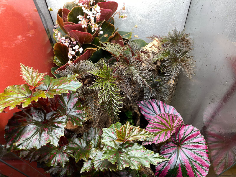 Lire la suite à propos de l’article 5 espèces de bégonias dans mon plus grand terrarium