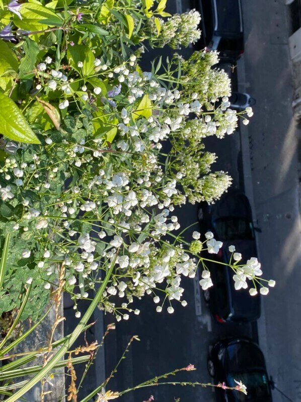 Thalictrum 'Splendide White', Centranthus ruber 'Albus' et Chlorophytum en été sur mon balcon parisien, Paris 19e (75)