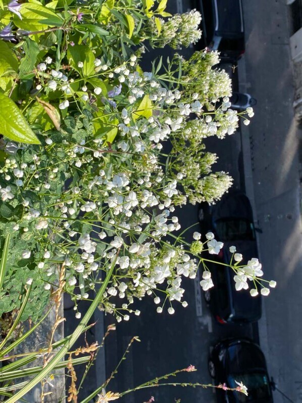 Lire la suite à propos de l’article Profusion de fleurs sur rue