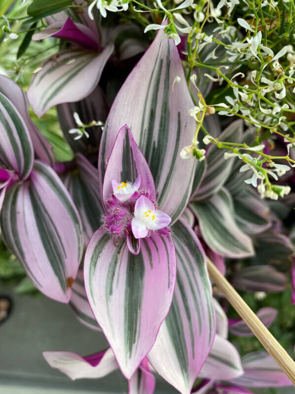 Tradescantia 'Nanouk' en été sur mon balcon parisien, Paris 19e (75)