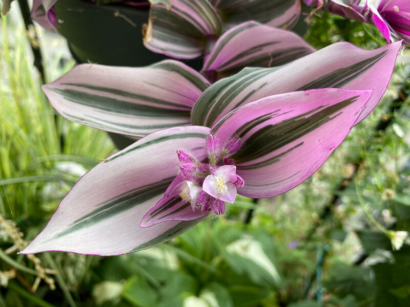 Tradescantia 'Nanouk' en été sur mon balcon parisien, Paris 19e (75)