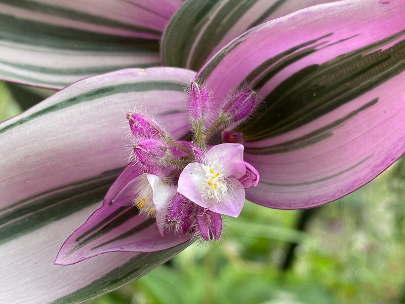 Tradescantia 'Nanouk' en été sur mon balcon parisien, Paris 19e (75)