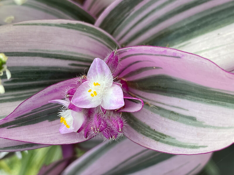 Tradescantia 'Nanouk' en été sur mon balcon parisien, Paris 19e (75)