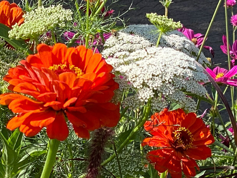 Zinnia hybride et Ammi visnaga en été dans Strasbourg (67)