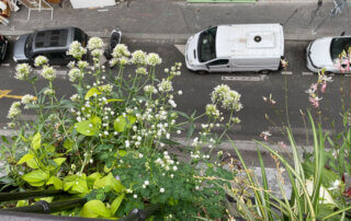Gaura, valériane des jardins, Chlorophytum et phlox en été sur mon balcon parisien, Paris 19e (75)