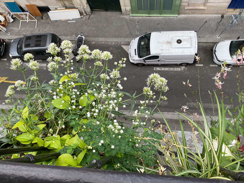 Gaura, valériane des jardins, Chlorophytum et phlox en été sur mon balcon parisien, Paris 19e (75)