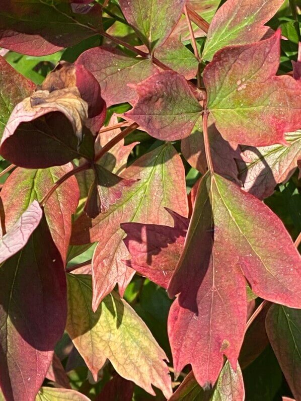 Lire la suite à propos de l’article Déjà de belles couleurs d’automne pour la pivoine arbustive