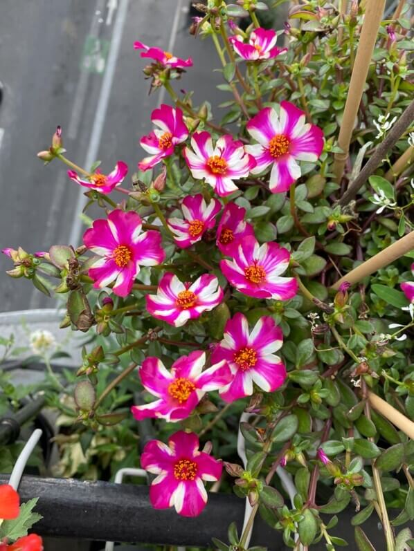 Potée d'euphorbe 'Diamond Frost' et pourpier (Portulaca) en été sur mon balcon parisien, Paris 19e (75)