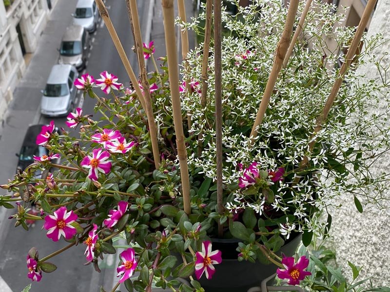 Potée d'euphorbe 'Diamond Frost' et pourpier (Portulaca) en été sur mon balcon parisien, Paris 19e (75)