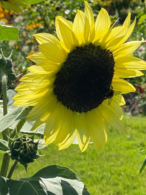 Tournesols (Helianthus) en été dans le parc floral, Paris 12e (75)
