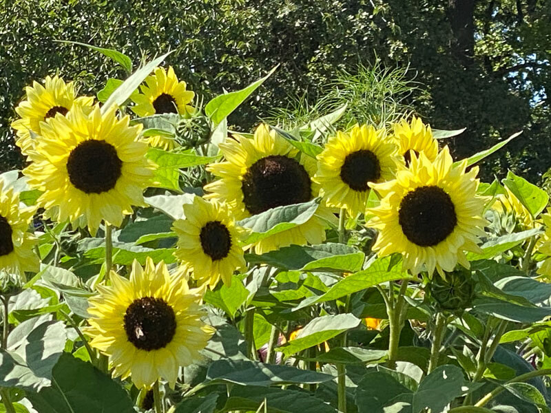 Tournesols (Helianthus) en été dans le parc floral, Paris 12e (75)