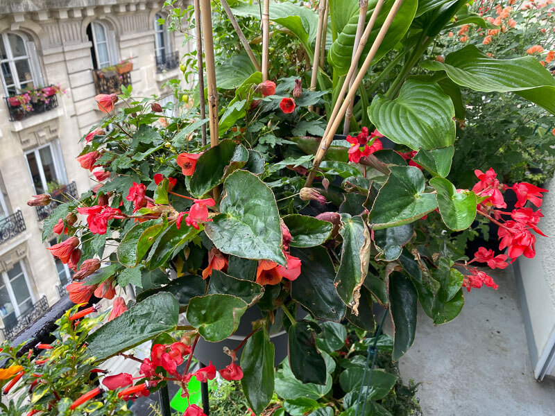 Tuteurs en bambous piqués dans une potée de Begonia Dragon Wing et d'abutilon pour éloigner les pigeons, en été sur mon balcon parisien, Paris 19e (75)