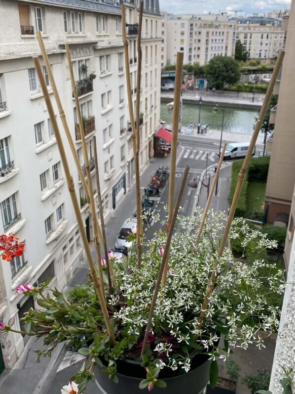 Tuteurs en bambous piqués dans une potée de pourpier et d'euphorbe pour éloigner les pigeons, en été sur mon balcon parisien, Paris 19e (75)