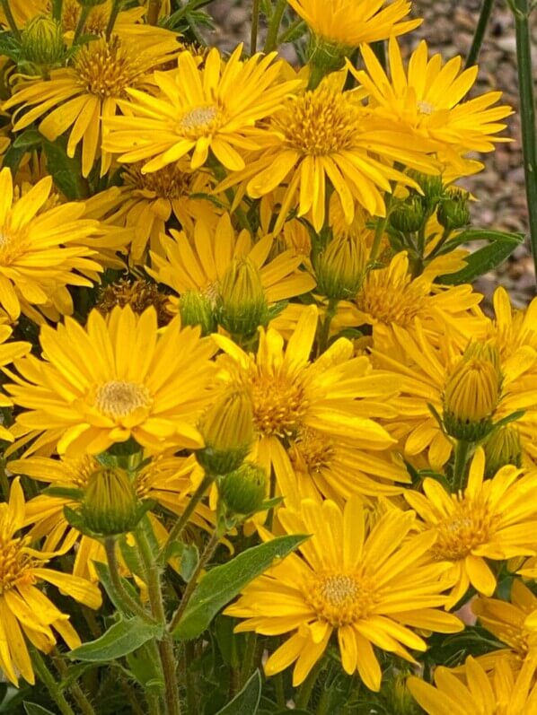 Aster 'Golden Sunshine', Astéracées, Fête des plantes automne, Domaine de Saint-Jean de Beauregard, Saint-Jean de Beauregard (91)