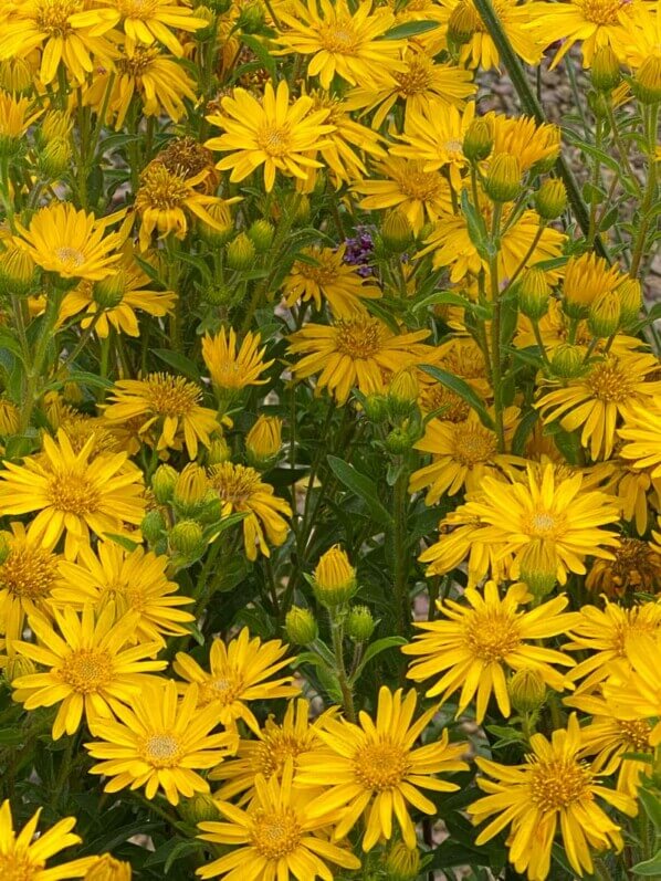 Aster 'Golden Sunshine', Astéracées, Fête des plantes automne, Domaine de Saint-Jean de Beauregard, Saint-Jean de Beauregard (91)