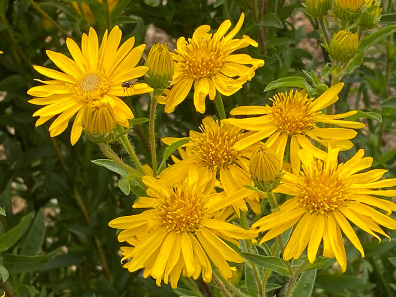 Lire la suite à propos de l’article Aster ‘Golden Sunshine’
