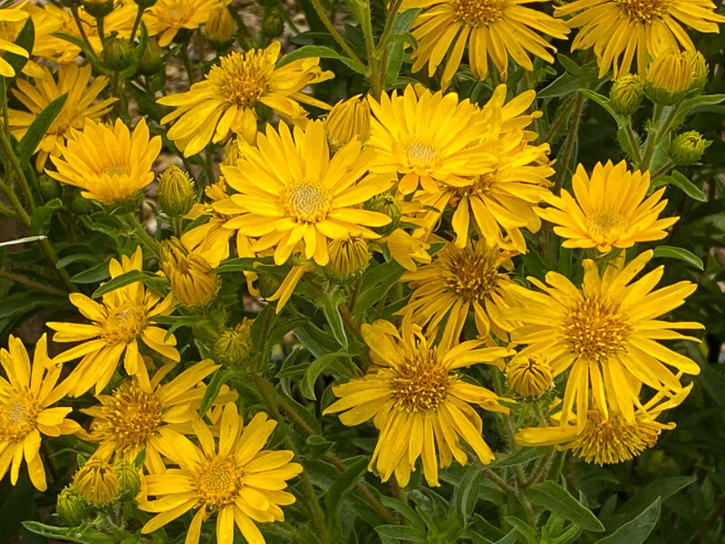 Aster 'Golden Sunshine', Astéracées, Fête des plantes automne, Domaine de Saint-Jean de Beauregard, Saint-Jean de Beauregard (91)