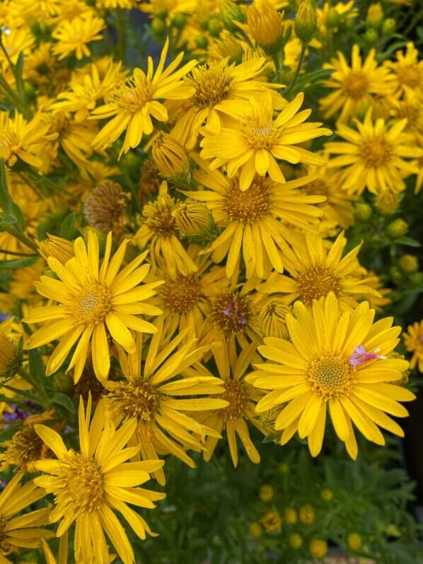 Aster 'Golden Sunshine', Astéracées, Fête des plantes automne, Domaine de Saint-Jean de Beauregard, Saint-Jean de Beauregard (91)