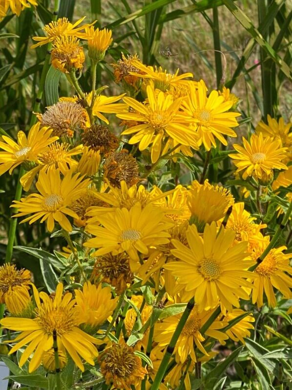 Aster 'Golden Sunshine', Astéracées, Fête des plantes automne, Domaine de Saint-Jean de Beauregard, Saint-Jean de Beauregard (91)