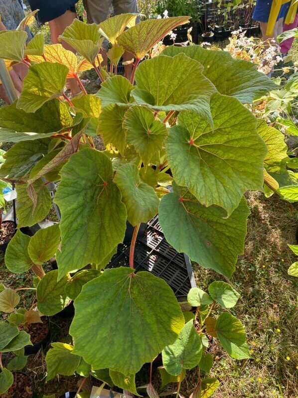 Begonia 'Torsa', Bégoniacées, La Folie des Plantes, parc du Grand Blottereau, Nantes (44)