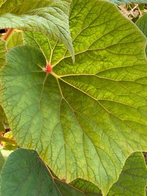 Begonia 'Torsa', Bégoniacées, La Folie des Plantes, parc du Grand Blottereau, Nantes (44)