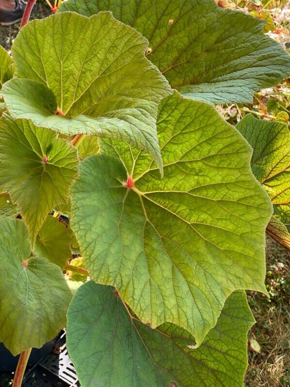 Begonia 'Torsa', Bégoniacées, La Folie des Plantes, parc du Grand Blottereau, Nantes (44)