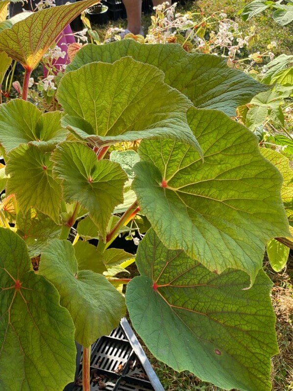 Begonia 'Torsa', Bégoniacées, La Folie des Plantes, parc du Grand Blottereau, Nantes (44)