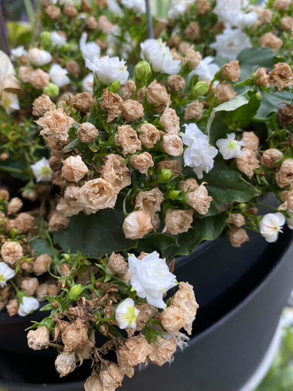 Lire la suite à propos de l’article Petite campanule toujours fleurie mais enlaidie par ses fleurs fanées