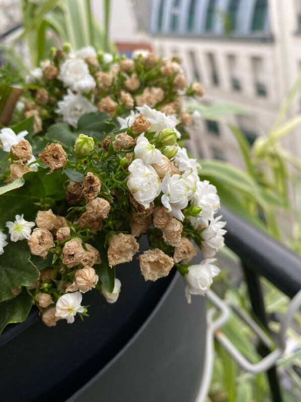 Campanule à fleurs doubles en été sur mon balcon parisien, Paris 19e (75)