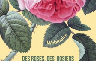 "Des roses, des rosiers", un webinaire de la SNHF à suivre en ligne