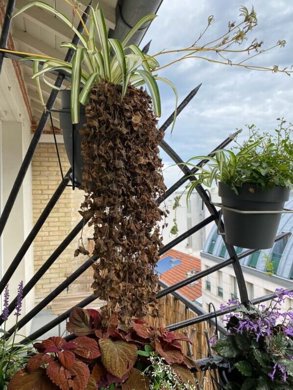 Potée suspendue de Chlorophytum et Glechoma hederacea 'Mojito' en été sur mon balcon parisien, Paris 19e (75)