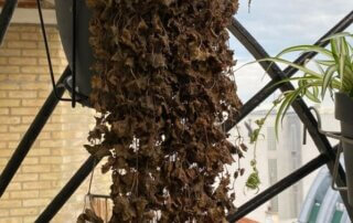 Potée suspendue de Chlorophytum et Glechoma hederacea 'Mojito' en été sur mon balcon parisien, Paris 19e (75)
