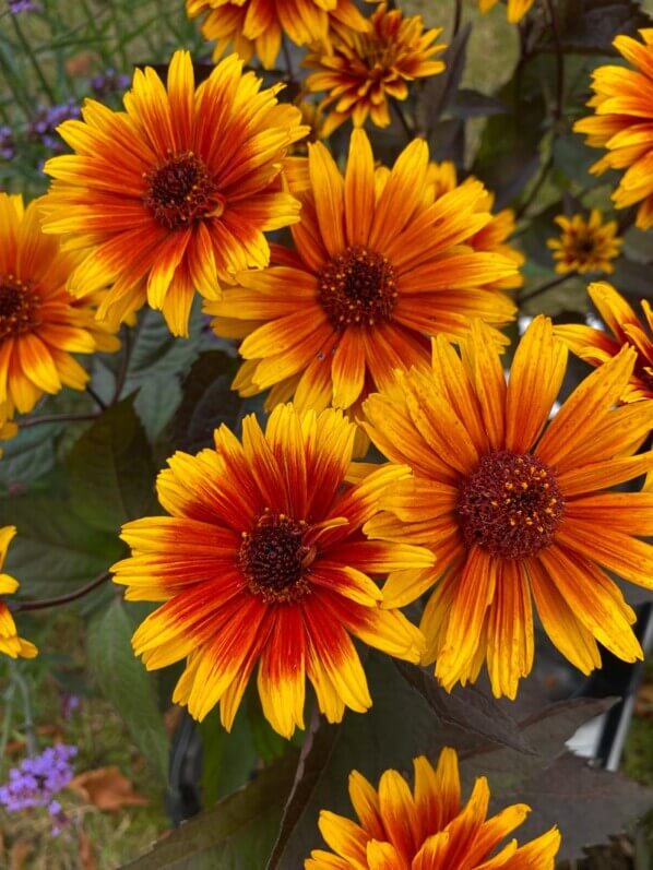 Heliopsis 'Funky Spinner', Astracées, plante vivace, Fête des plantes automne, Domaine de Saint-Jean de Beauregard, Saint-Jean de Beauregard (91)