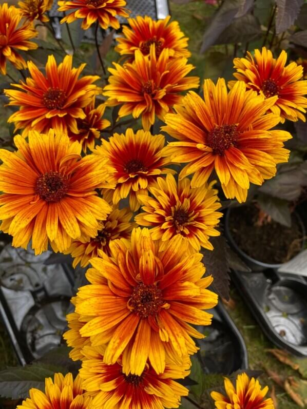 Heliopsis 'Funky Spinner', Astracées, plante vivace, Fête des plantes automne, Domaine de Saint-Jean de Beauregard, Saint-Jean de Beauregard (91)